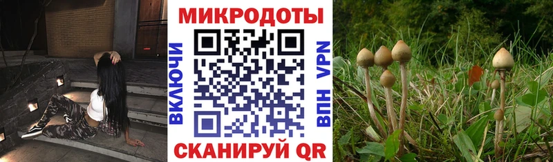 Купить где  Бийск  Псилоцибиновые грибы Psilocybine cubensis 